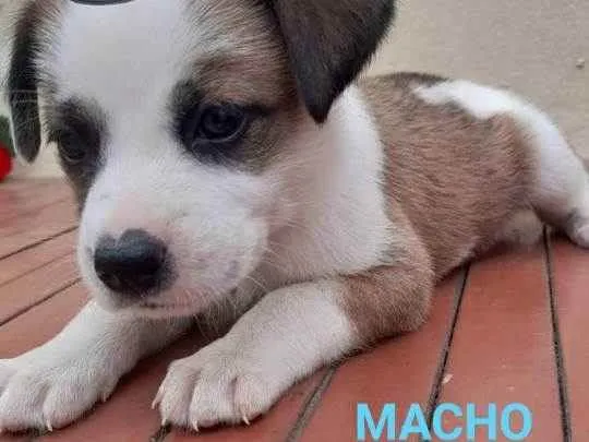 Cachorro ra a Indefinida idade Abaixo de 2 meses nome Traker