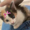 Mel 
