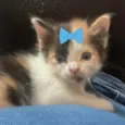 Mel 