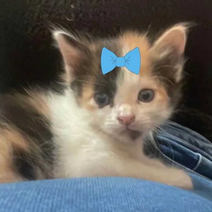 Gato ra a Mestiça  idade Abaixo de 2 meses nome Mel 