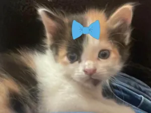 Gato raça Mestiça  idade Abaixo de 2 meses nome Mel 