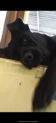 Cachorro raça Sem raça definida  idade 2 anos nome Negão 