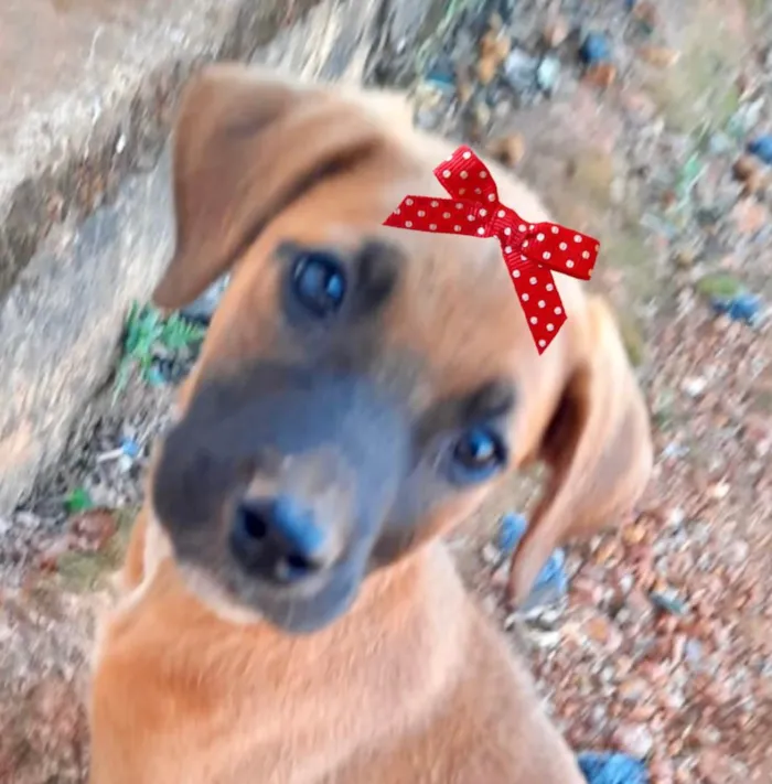 Cachorro ra a Mestiça  idade 2 a 6 meses nome Teca 