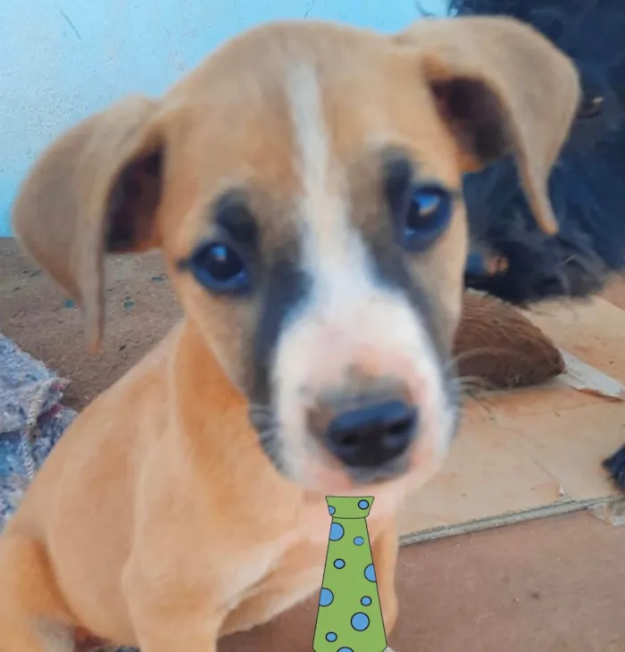 Cachorro ra a Mestiço  idade 2 a 6 meses nome Teco 