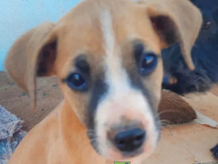 Cachorro ra a Mestiço  idade 2 a 6 meses nome Teco 