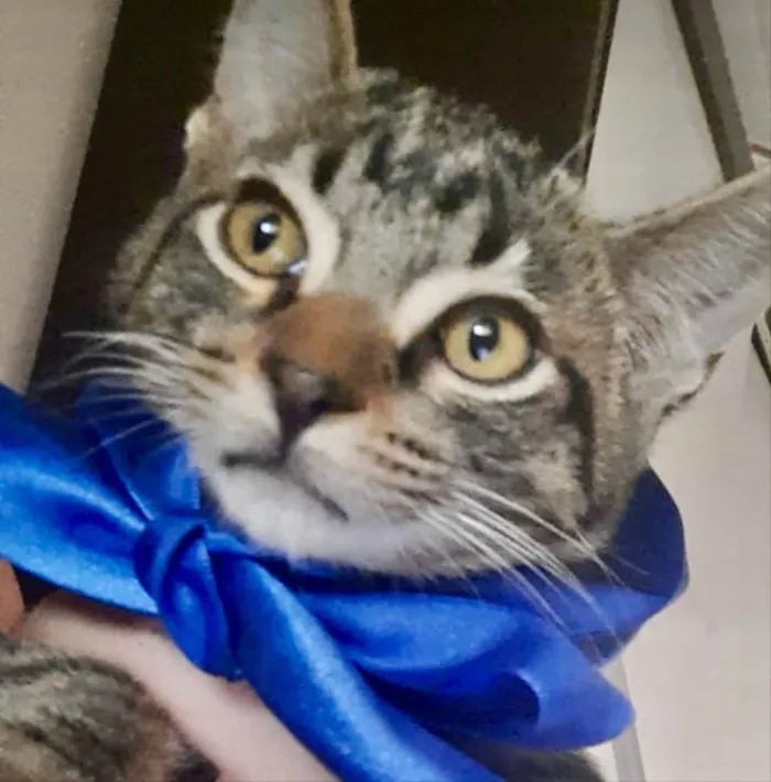 Gato ra a Mestiço  idade 2 a 6 meses nome Vitor 