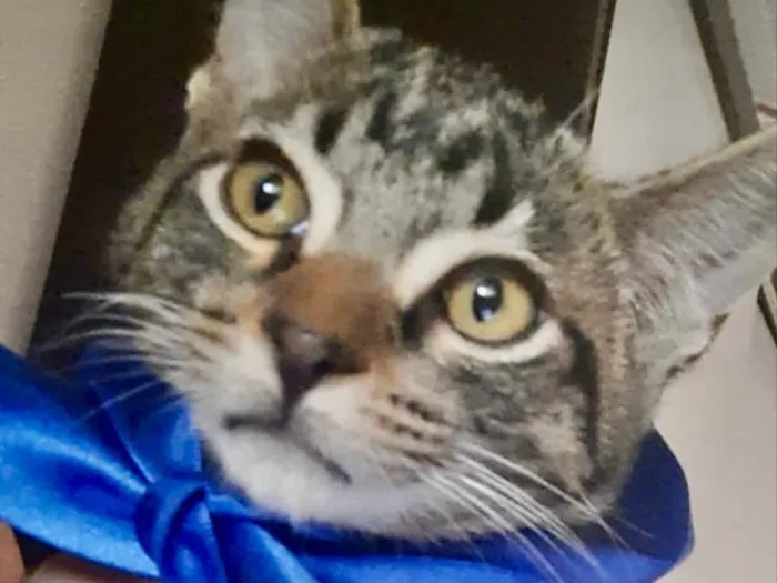 Gato ra a Mestiço  idade 2 a 6 meses nome Vitor 