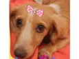 Dalila 