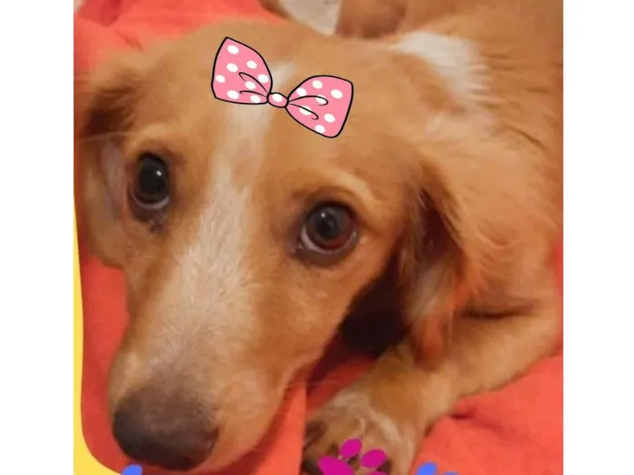 Cachorro ra a Mestiça  idade 2 a 6 meses nome Dalila 