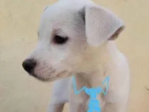 Cachorro raça Indefinida idade Abaixo de 2 meses nome Branquinho