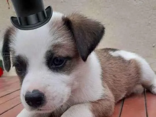 Cachorro ra a Indefinida idade Abaixo de 2 meses nome Traker