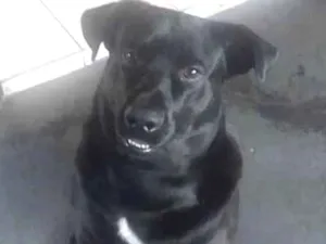 Cachorro raça Sem raça definida  idade 2 anos nome Negão 
