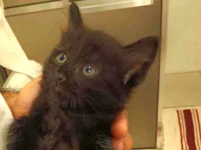 Gato raça Srd idade Abaixo de 2 meses nome Sem nome