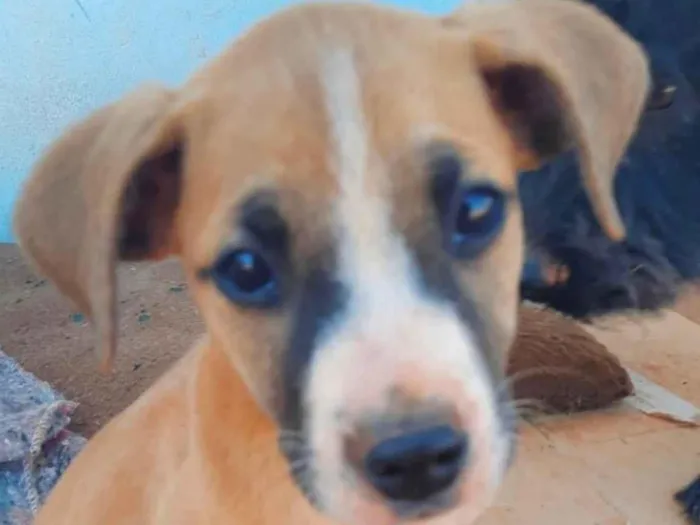 Cachorro ra a Mestiço  idade 2 a 6 meses nome Teco 