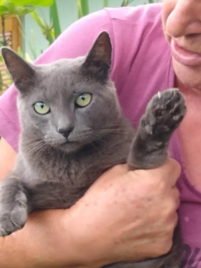 Gato raça SRD idade 1 ano nome à escolher