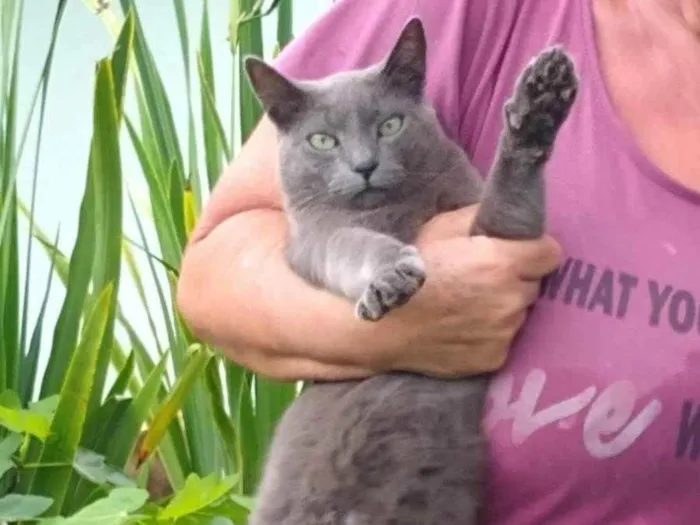 Gato raça SRD idade 1 ano nome à escolher