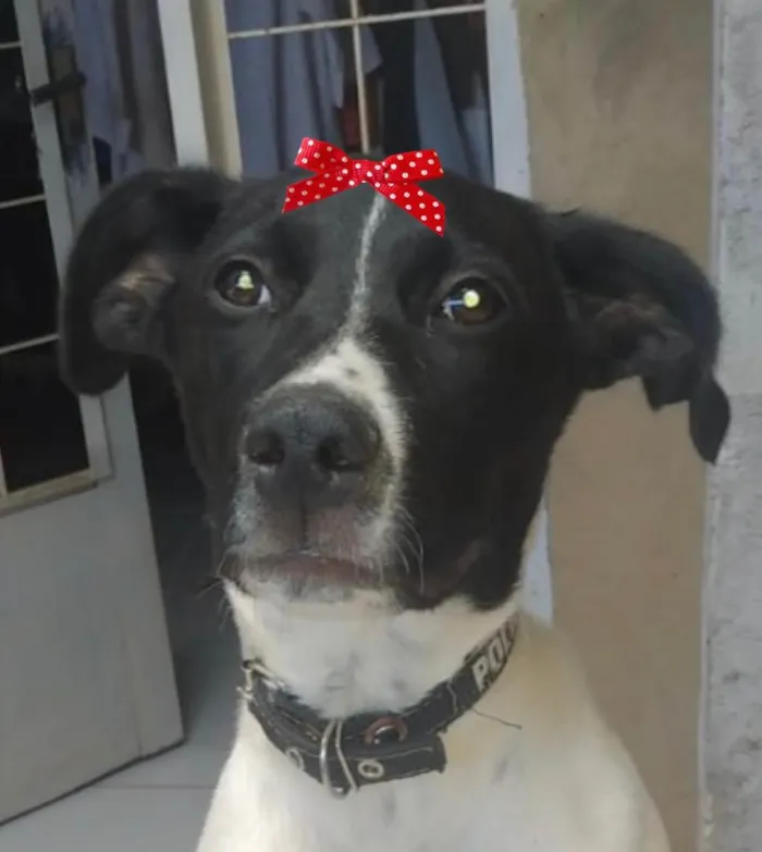 Cachorro ra a Mestiça  idade 1 ano nome Moana 