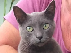 Gato raça SRD idade 1 ano nome à escolher