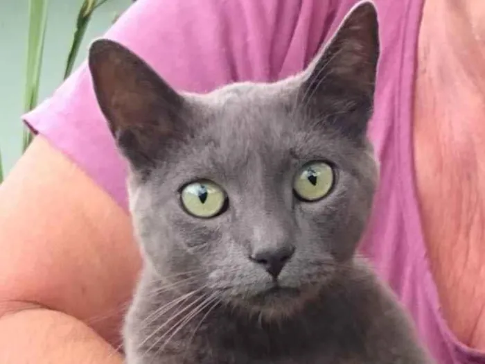 Gato raça SRD idade 1 ano nome à escolher