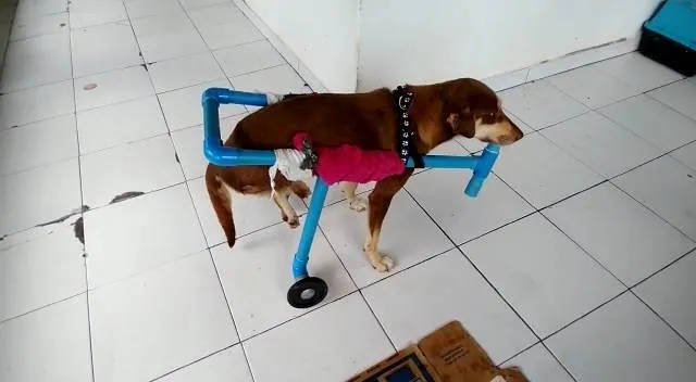 Cachorro raça Srd idade 1 ano nome NINA
