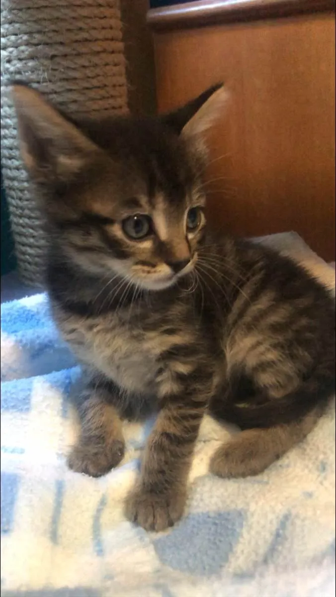 Gato ra a Srd idade Abaixo de 2 meses nome Dante