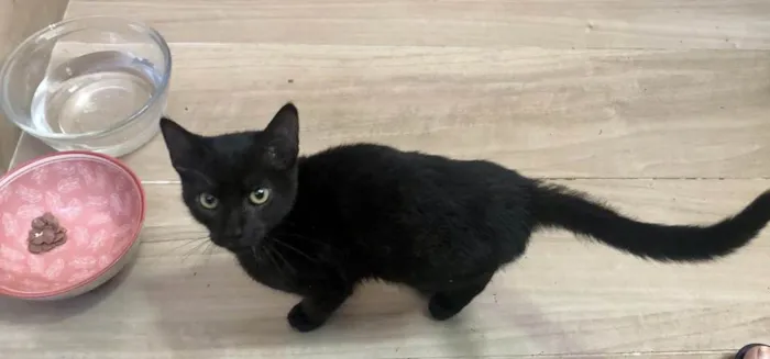 Gato ra a Srd idade 2 a 6 meses nome Zeca 