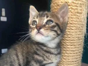 Gato raça Srd idade Abaixo de 2 meses nome Dante