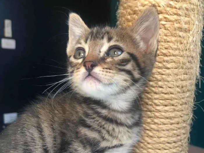 Gato ra a Srd idade Abaixo de 2 meses nome Dante