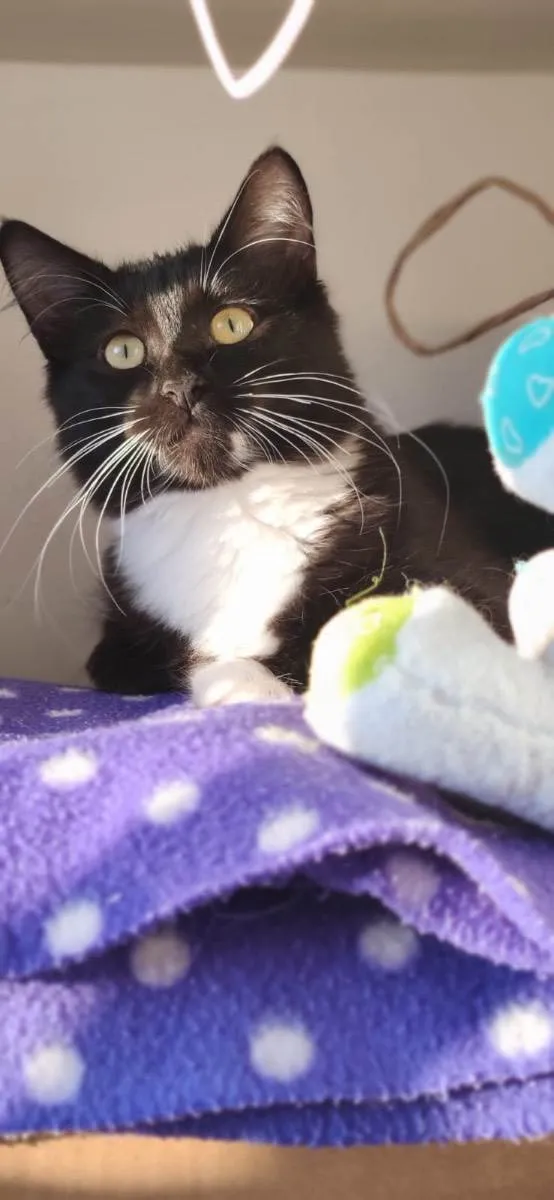 Gato ra a Srd  idade 2 a 6 meses nome Kiara 