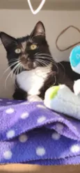 Kiara