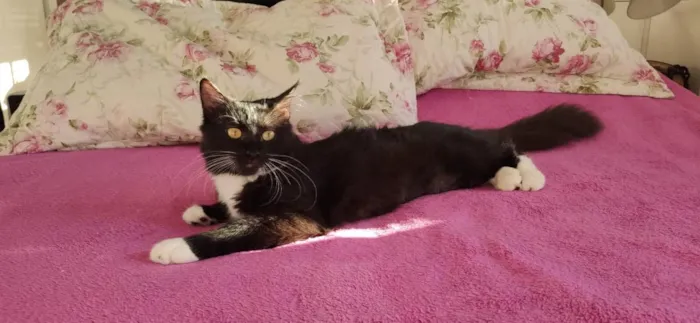 Gato ra a Srd  idade 2 a 6 meses nome Kiara 