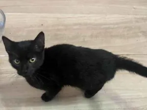 Gato raça Srd idade 2 a 6 meses nome Zeca 
