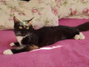 Gato raça Srd  idade 2 a 6 meses nome Kiara 