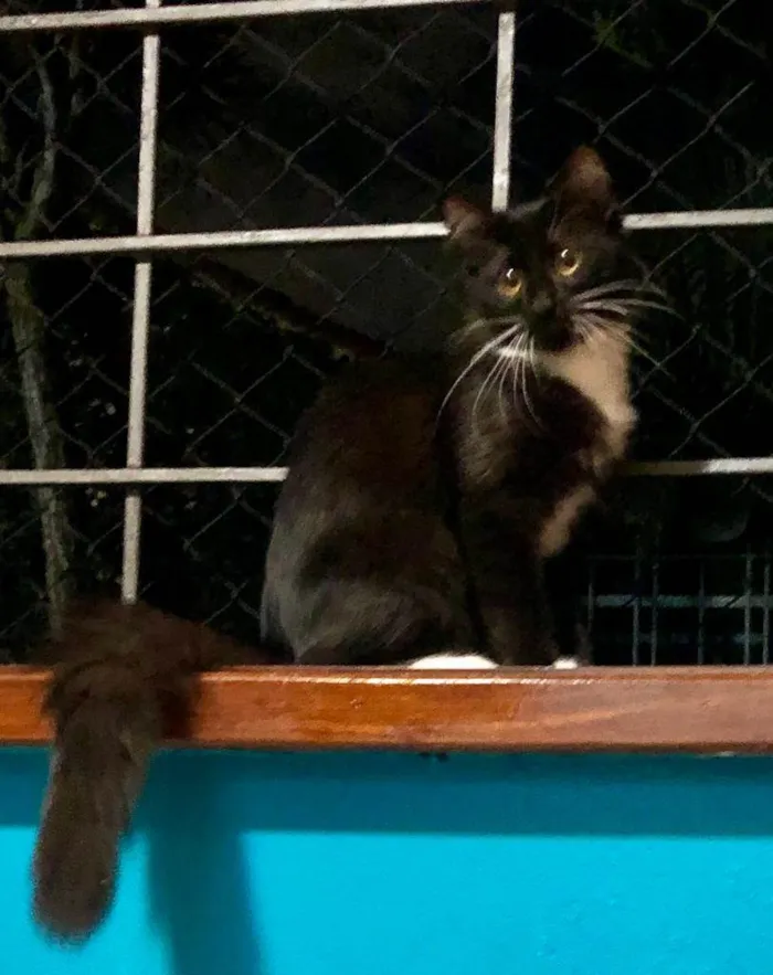 Gato ra a Srd  idade 2 a 6 meses nome Kiara 