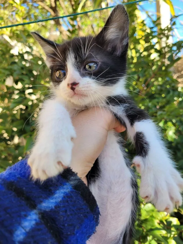 Gato ra a viralata idade 2 a 6 meses nome bob