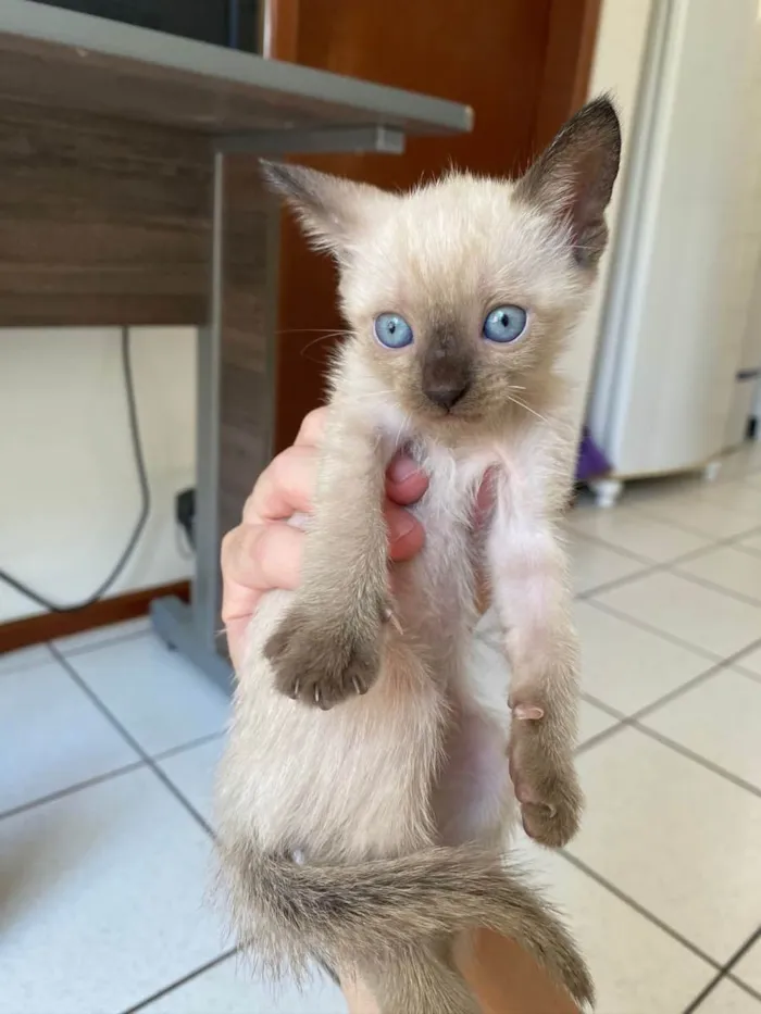 Gato ra a Comum  idade 2 a 6 meses nome Não tem nome 