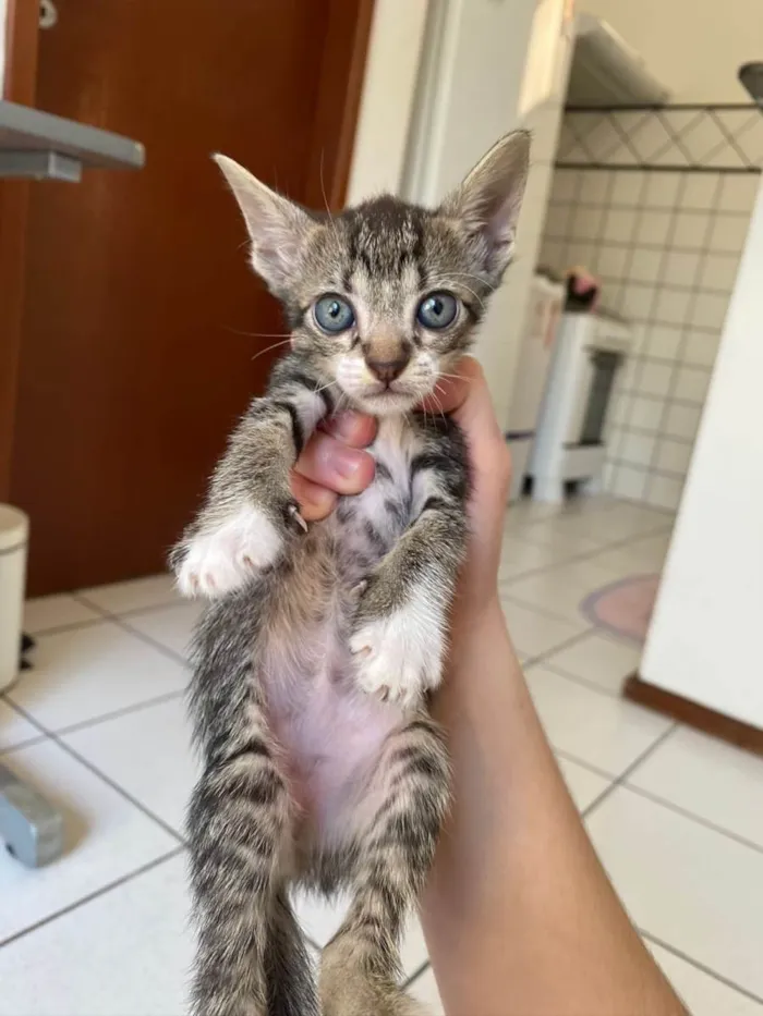 Gato ra a Comum  idade 2 a 6 meses nome Não tem nome 