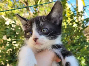 Gato raça viralata idade 2 a 6 meses nome bob