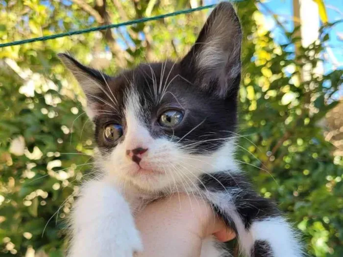 Gato ra a viralata idade 2 a 6 meses nome bob