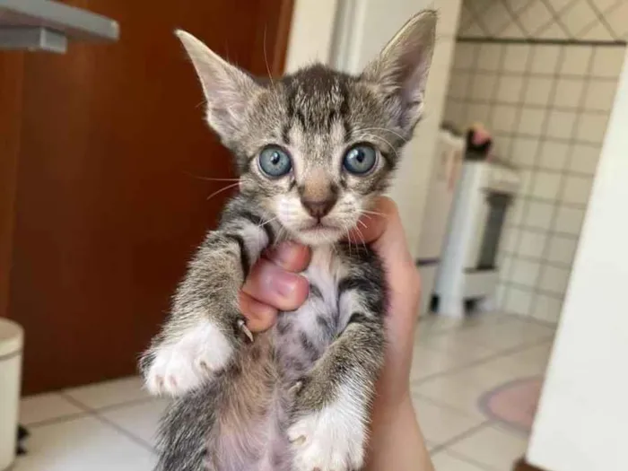 Gato ra a Comum  idade 2 a 6 meses nome Não tem nome 