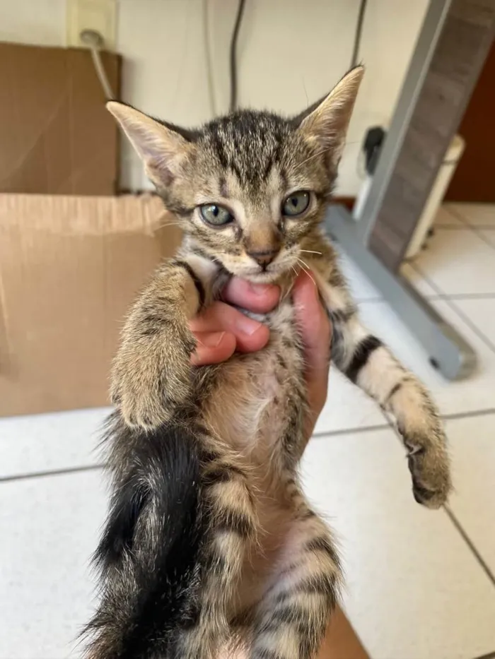 Gato ra a Comum  idade 2 a 6 meses nome Não tem nome 