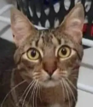 Gato ra a Felino SRD idade 4 anos nome Iolanda