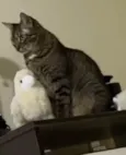 Iolanda