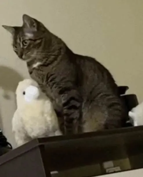 Gato ra a Felino SRD idade 4 anos nome Iolanda