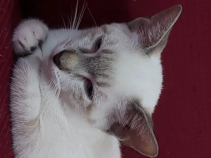 Gato raça Sem raça definida  idade 2 a 6 meses nome Maia - CASTRADA