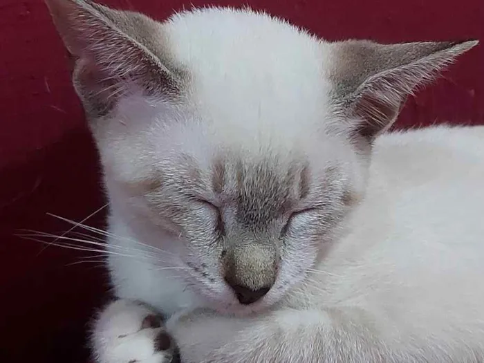 Gato raça Sem raça definida  idade 2 a 6 meses nome Maia - CASTRADA