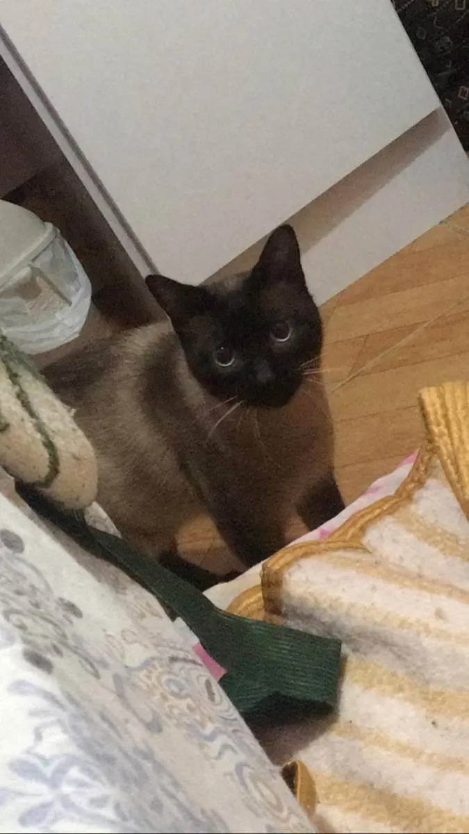 Gato ra a Siamês idade 1 ano nome Max