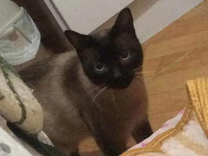 Gato ra a Siamês idade 1 ano nome Max