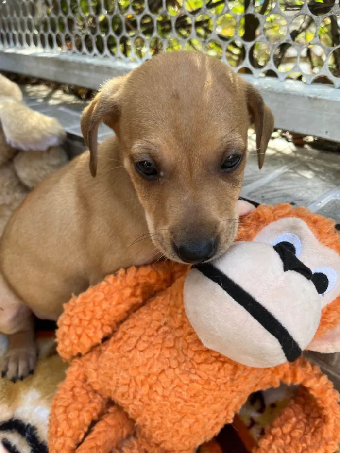 Cachorro raça SRD idade Abaixo de 2 meses nome Sem Nome