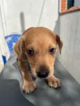 Cachorro raça SRD idade Abaixo de 2 meses nome Sem Nome